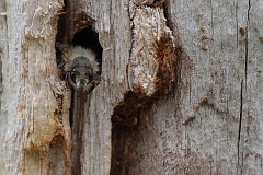 Wildbiene_Fensterplatz