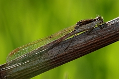 Winterlibelle_Neusiedler_See