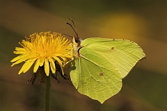Zitronenfalter